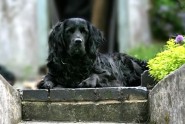 pet