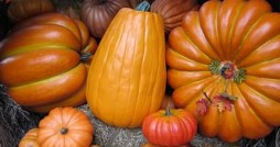 pumpkin