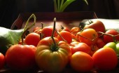 harvest