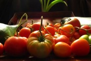 harvest