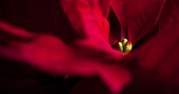 poinsetta