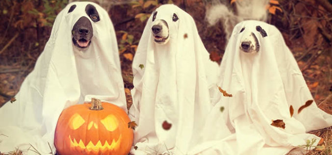 Don’t Scare Your Pets To Death This Hallowe’en!