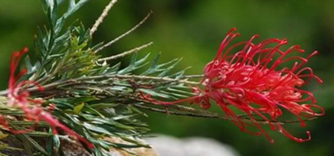 Garden Thirsty? Drought Tips for Your Plants.