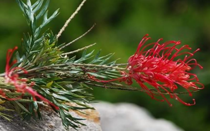 Garden Thirsty? Drought Tips for Your Plants.