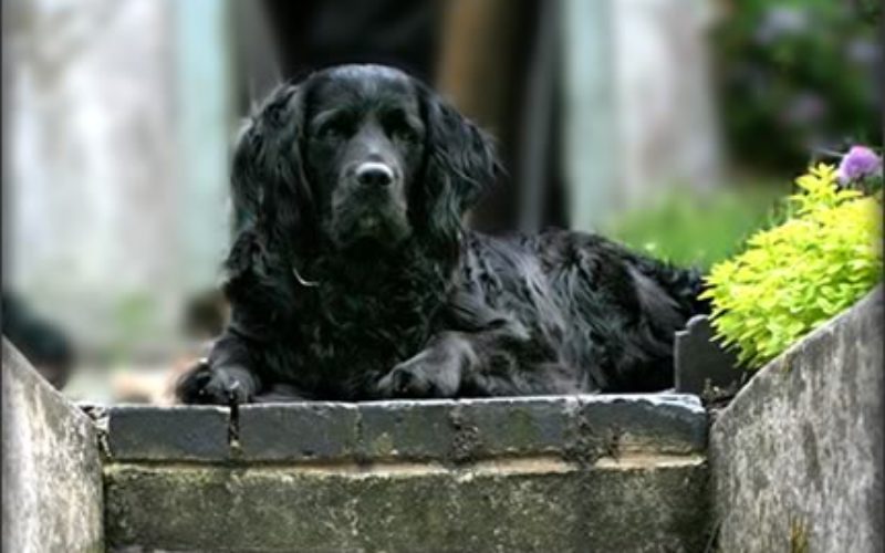 5 Pet Evacuation Tips for Hurricane Season