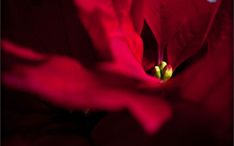 How to Stretch Your Christmas Budget