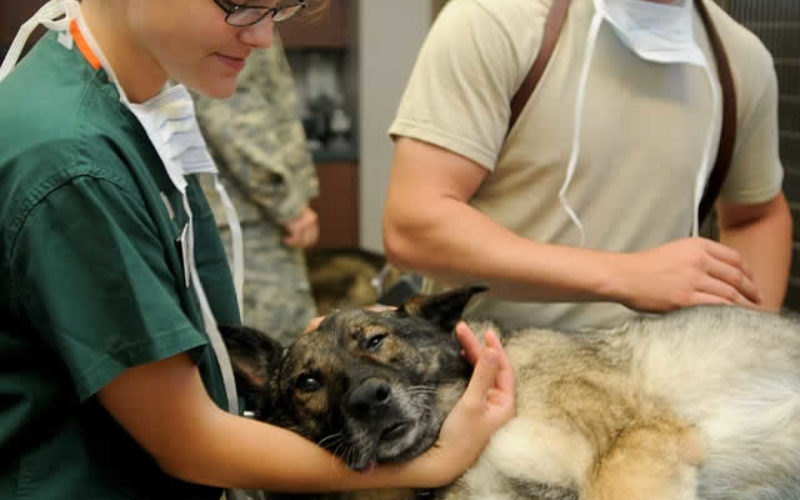 Planning for a Career as a Vet Doctor? Things to Know