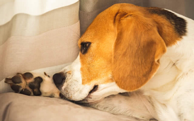 How To Help Your Dog Cope with Stressful Situations