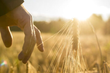 How To Start a Farm As Quickly as Possible