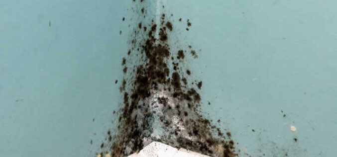 Understanding the Costs Involved With Mold Remediation