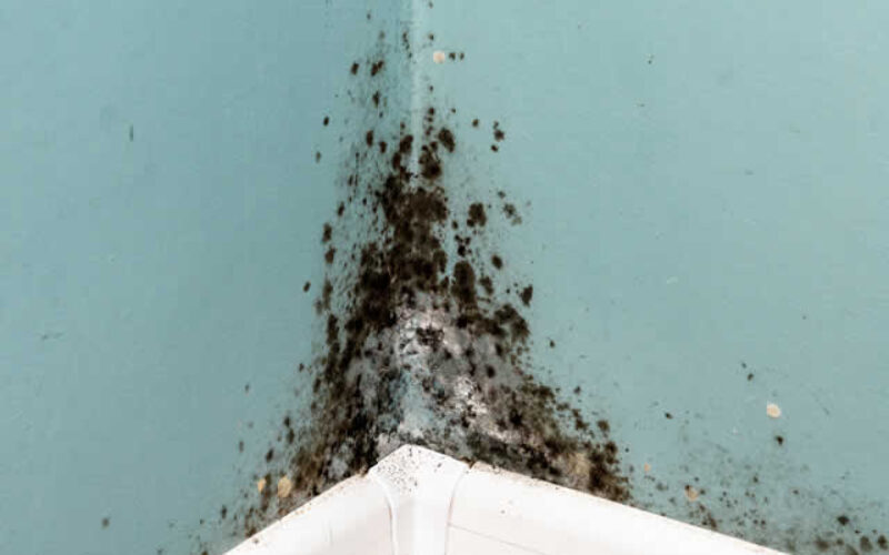 Understanding the Costs Involved With Mold Remediation