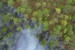 Why Wildfire Prevention Should Be a Year-Round Priority