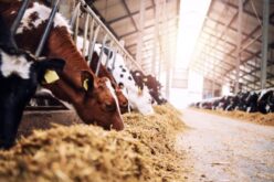 How To Increase Milk Production on Your Dairy Farm