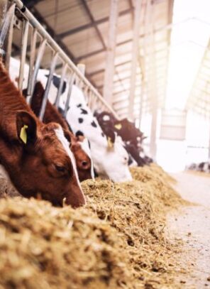 How To Increase Milk Production on Your Dairy Farm