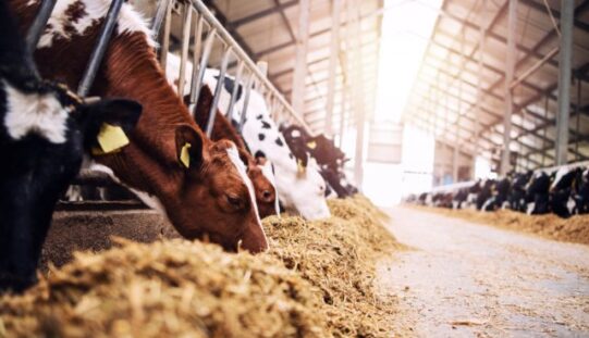 How To Increase Milk Production on Your Dairy Farm