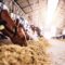 How To Increase Milk Production on Your Dairy Farm