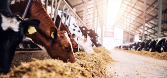 How To Increase Milk Production on Your Dairy Farm