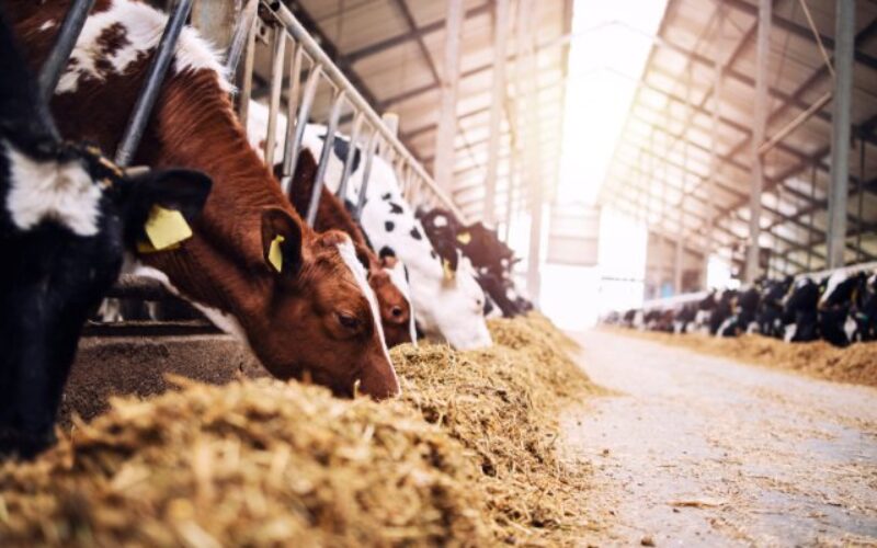 How To Increase Milk Production on Your Dairy Farm