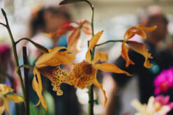 How a Chelsea Flower Show Tour Can Inspire Your Own Garden