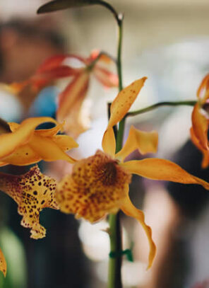How a Chelsea Flower Show Tour Can Inspire Your Own Garden