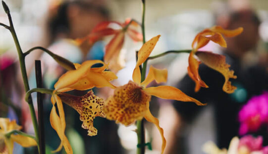 How a Chelsea Flower Show Tour Can Inspire Your Own Garden