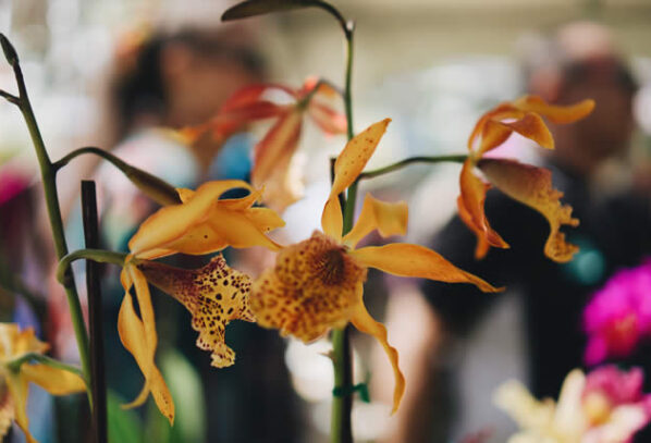 How a Chelsea Flower Show Tour Can Inspire Your Own Garden