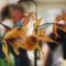 How a Chelsea Flower Show Tour Can Inspire Your Own Garden