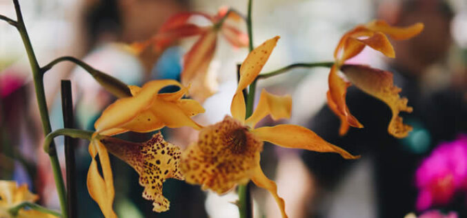 How a Chelsea Flower Show Tour Can Inspire Your Own Garden