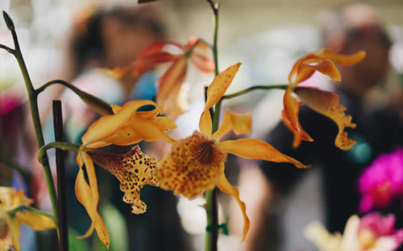 How a Chelsea Flower Show Tour Can Inspire Your Own Garden